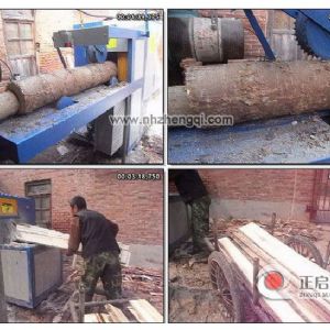 山西省晉中市榆次-鋸25圓揚(yáng)木現(xiàn)場